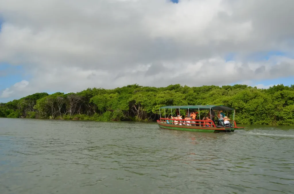 Foto da proa de um barco fluvial navegando sobre o rio Cocó, o rio corta uma área de floresta verde. Há dezenas de pessoas sentadas de costas no barco para a imagem,. Se trata de uma embarcação de porte médio com proteção de lona